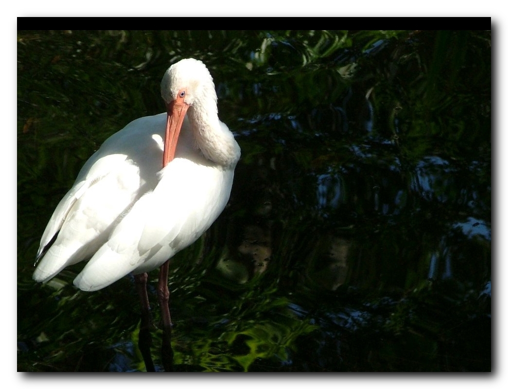 ibis