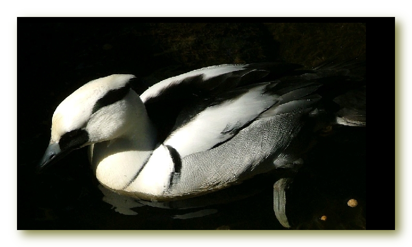 bird