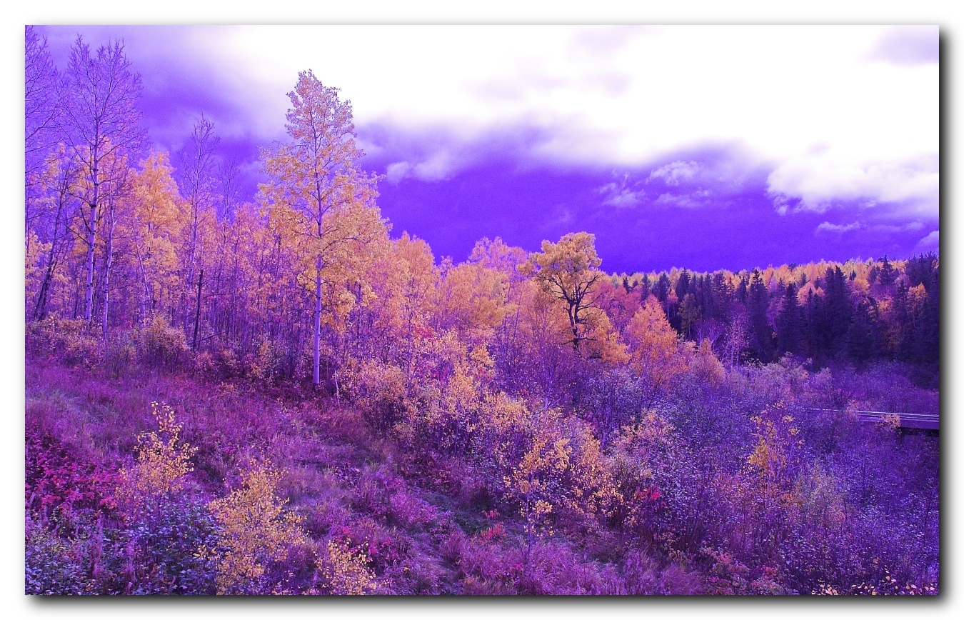 forest